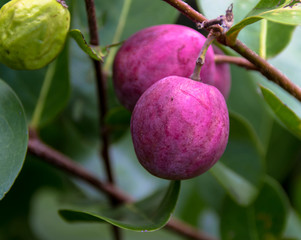 Kokospflaume von Praslin