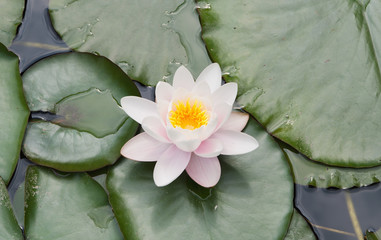 pond with waterlily flower