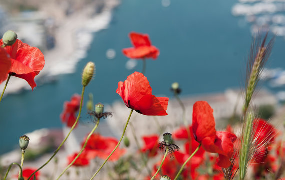 red poppies on Balaklava bay background, Crimea, local focus, shallow DOF
