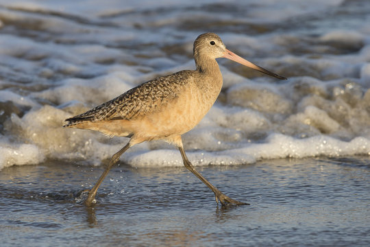 Marbled Godwit in surf on beach at Morro Bay California