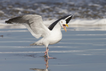 Adult Western Gull Landing on Pacific coast beach
