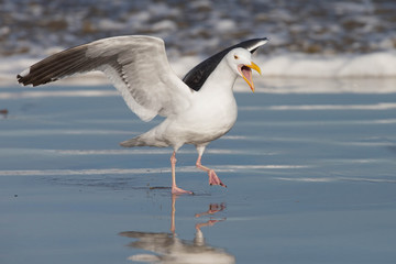 Adult Western Gull Landing on Pacific coast beach