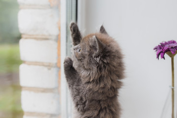 Grey cat sitting near window - 127066209