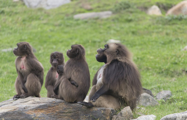 Gelada Baboons on hillside