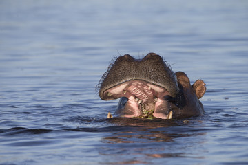 Hippo on the Chobe River area at Kasane, Botswana