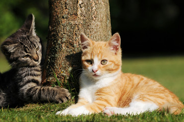 kitten sitting on meadow