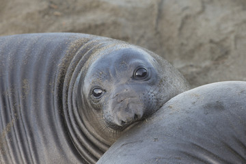 Fototapeta premium Northern Elephant Seal at Rookery on California Coast