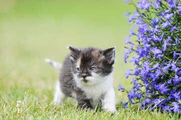 kitten standing on meadow