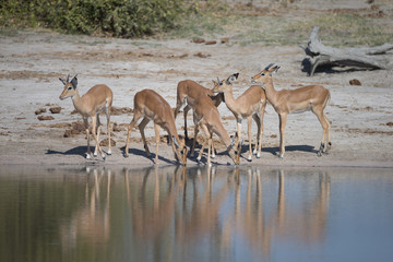 Impalla drinking from the Chobe River in Botswana Africa
