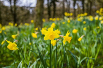 grounds and estate of hidcote manor gardens cotswolds england uk