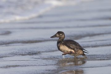 Female Surf Scoter Duck walink back to water