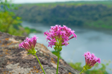 Smіlka Buzko Silene hypanica Klokov Flowers pink creating a sof