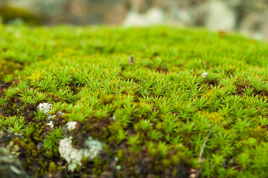 650,900+ Peat Moss For Plants Stock Photos, Pictures & Royalty-Free Images  - iStock