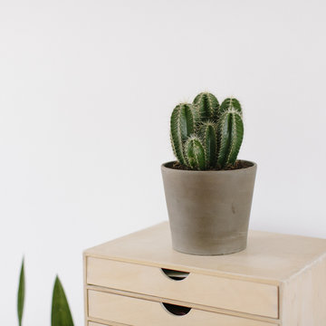 a cactus on a wooden cabinet