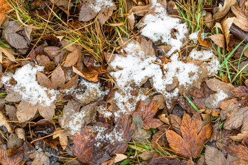 Melting snow on fallen leaves, early winter or thaws in spring