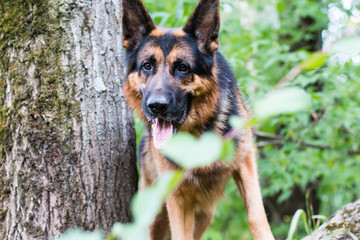 Dog german shepherd in the forest
