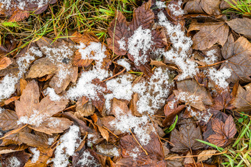 Melting snow on leaves, thaws in spring