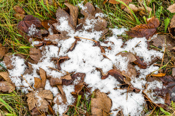 Melting snow on fallen leaves in autumn or early winter