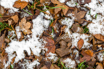 First snow on dead leaves, early winter or thaws in spring