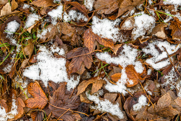 First snow on dead leaves, early winter or thaws in spring