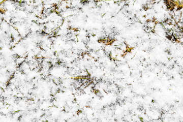 Grass in snow in winter or melting in early spring, thaws.