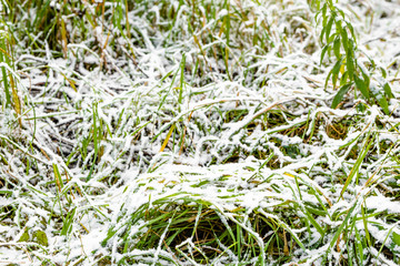Grass in snow, fields in winter or spring thaws