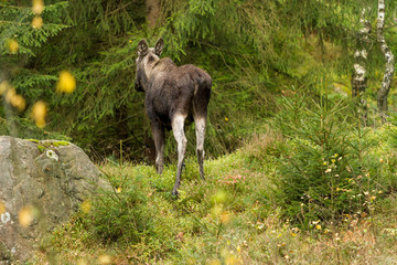 Fototapeta premium Älg bakifrån i granskog