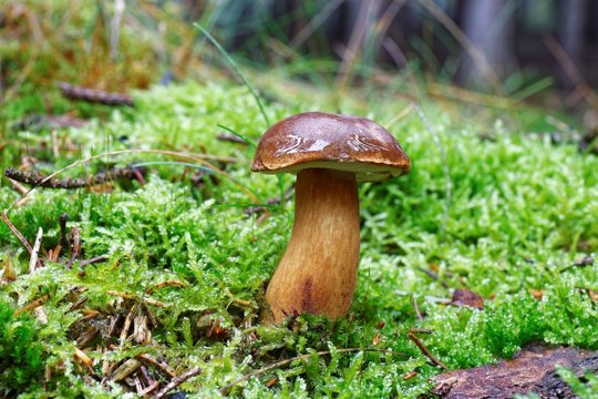 Imleria badia mushroom