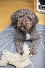 Dog is waiting for play indoors. The dog breed is lagotto romagnolo also known as the truffle dog.