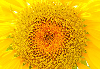 Sunflower close up