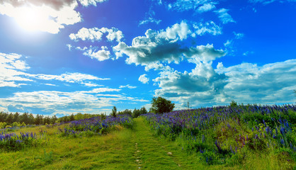 fantastic view. ideal sky with clouds. over mountain road and field with lupin flowers. picturesque scene. breathtaking scenery. wonderful landscape. use as background. original creative images