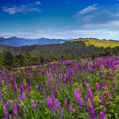 fantastic landscape. mountain meadow of purple lupine flowers on a sunny day. with majestic mountain peaks in the background. Beauty in the world. creative image of nature