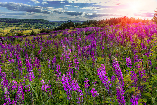 fantastic sunny day. overcast sky with clouds. over the mountain valley. Pink lupine flowers in the foreground. picturesque scene. breathtaking scenery. original creative images