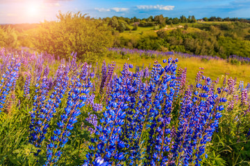 fantastic landscape. sky with clouds over the meadow blurry, with purple lupine flowers  close up. on a sunny day. picturesque scene. breathtaking scenery. wonderful landscape. 