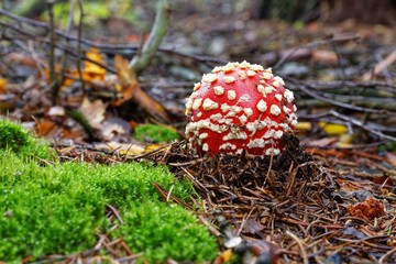Amanita muscaria a poisonous mushroom