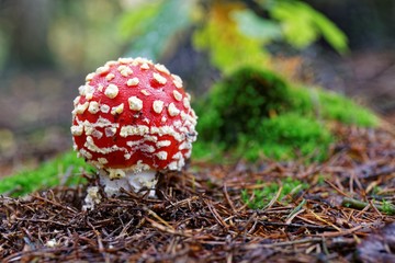 Amanita muscaria a poisonous mushroom