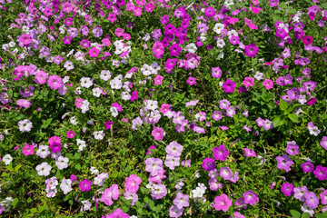 Obraz premium Beautiful pink Petunia Flowers in the garden