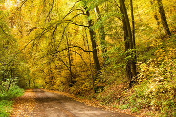Road in the autumnal on the forest.