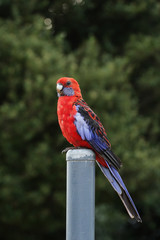 Pennantsittich (Platycercus elegans) im Lamington Nationalpark, Queensland, Australien