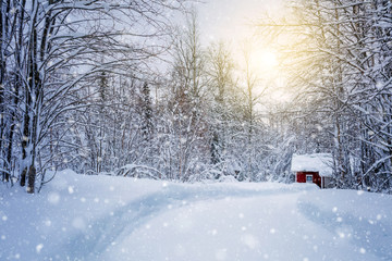 Winter forest with road and sunlight, big trees and  snow