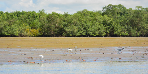 Isla Muisne mangrove, Ecuador