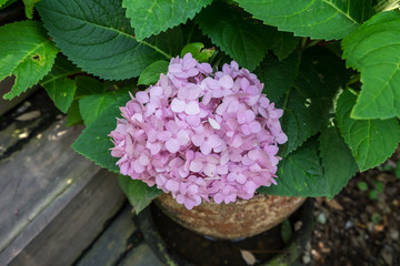 hydrangea pink hydrangeas summer in the garden