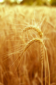 Golden ears of wheat close up on a background of the blurred whe
