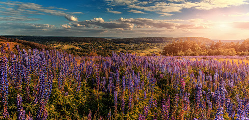 fantastic landscape. ideal sky with clouds over the meadow with purple lupine flowers on a sunny day. picturesque scene. breathtaking scenery. wonderful landscape. original creative images