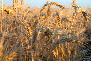 Fototapeta premium gold ears of wheat close up on a background of azure sky turquoi