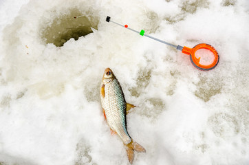 Winter fishing, fish in the hands of the fisherman