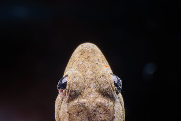 Head lizard and eัำ