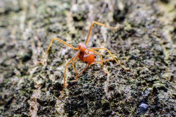  Small red ant