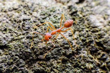  Small red ant