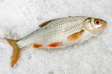 Fish roach closeup on the ice